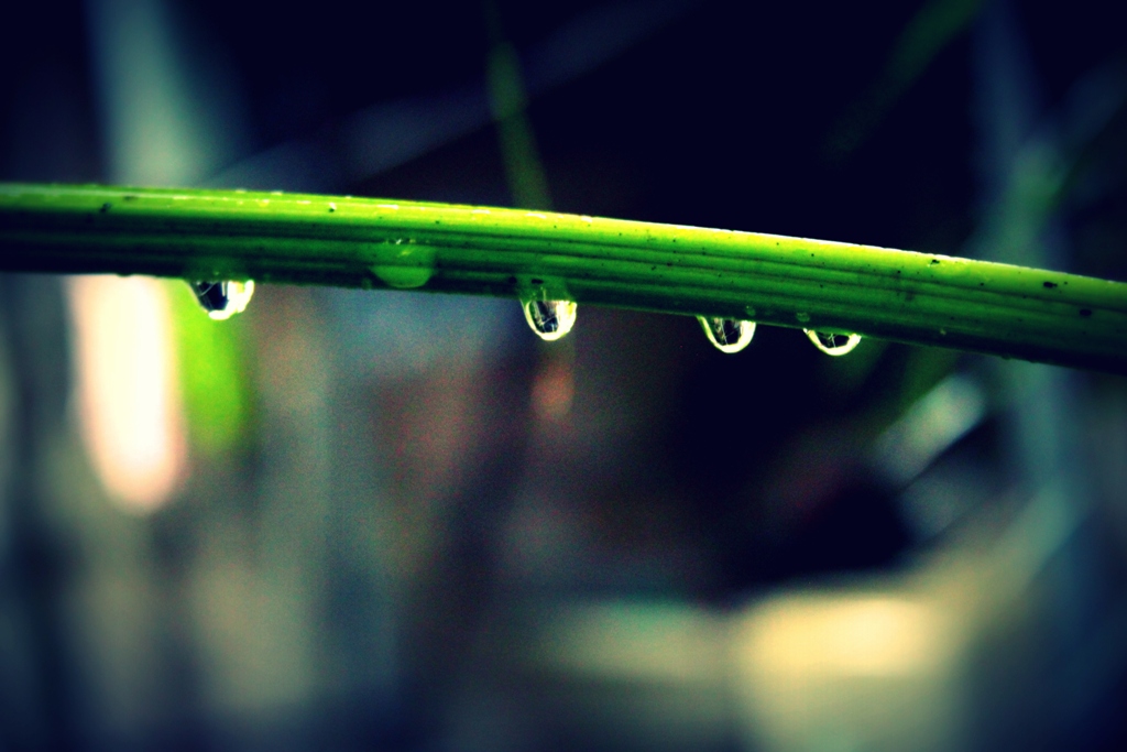 macro-photography-of-water-drops