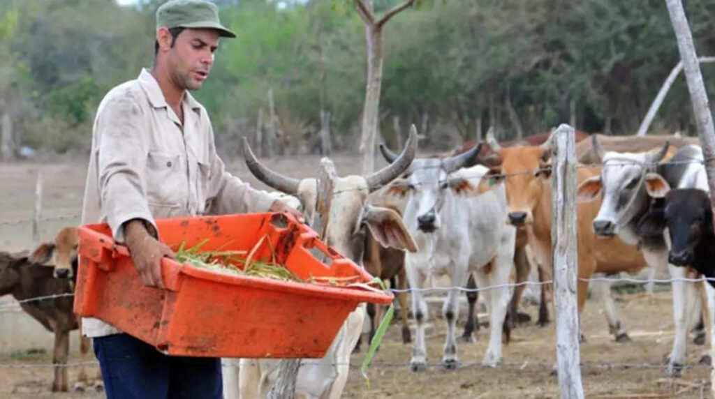 in-cuba,-the-dead-are-owners-of-livestock-to-avoid-state-controls