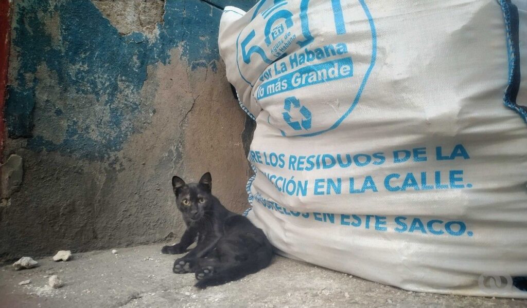 caza-y-venta-de-gatos-para-el-mercado-informal,-la-historia-de-dairon