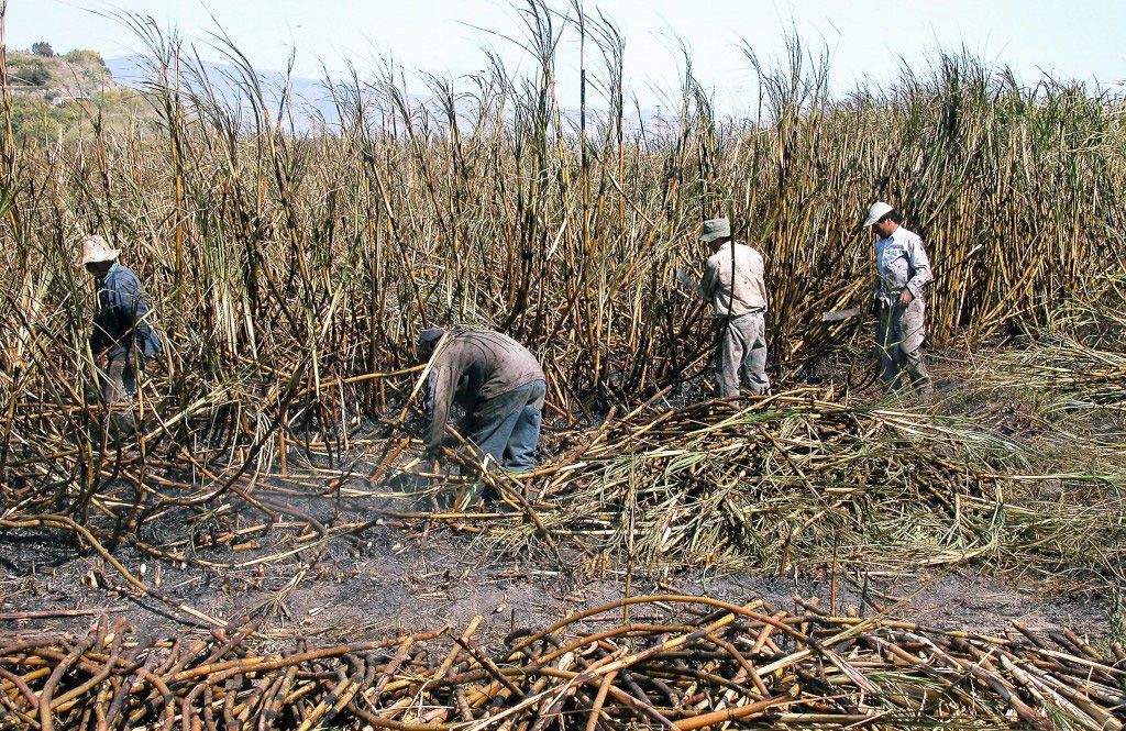 a-la-zafra-azucarera-le-faltan-brazos