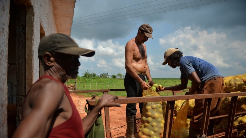 gobierno-de-cuba-le-debe-mas-de-200-millones-de-pesos-a-los-campesinos