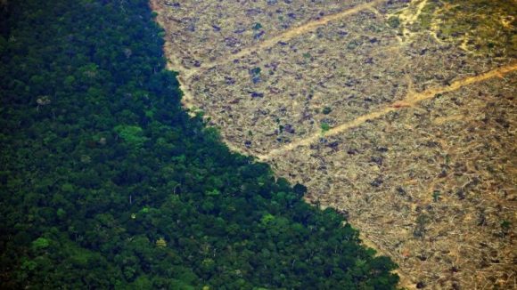 onu-revelara-informe-sobre-estado-de-los-bosques-y-deforestacion