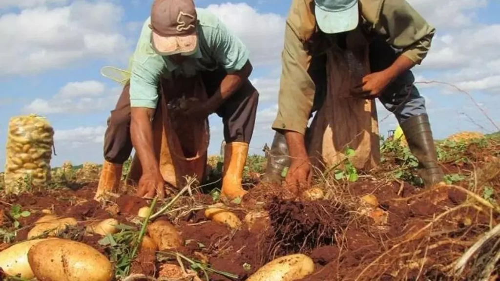 fined-20,000-pesos-for-filming-and-disseminating-on-social-networks-the-theft-of-potatoes-in-a-field