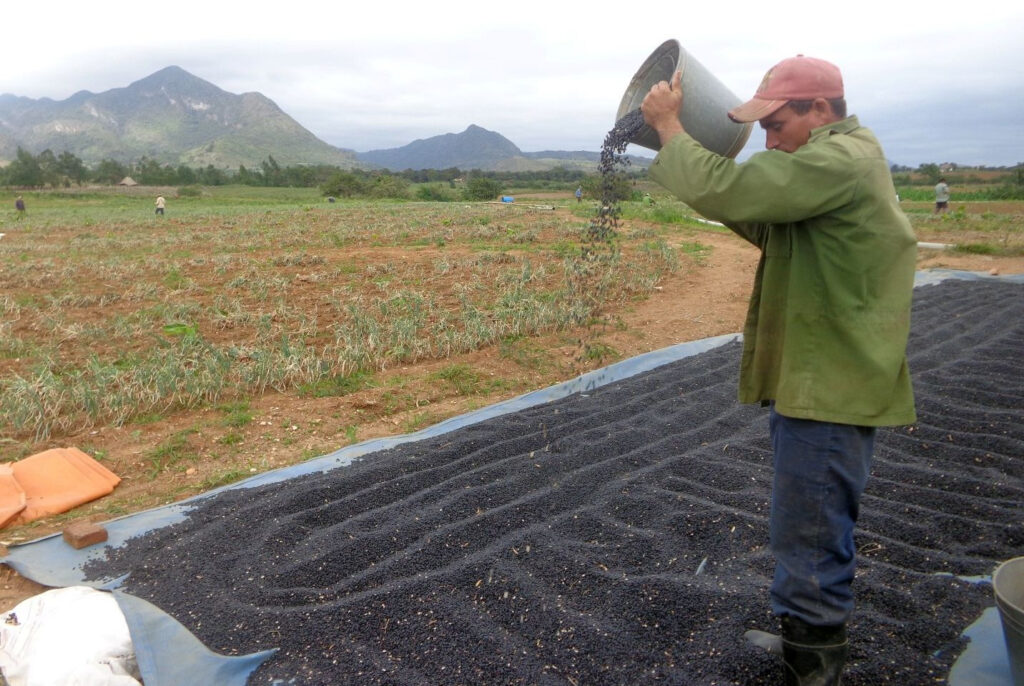 an-‘exotic’-plague-of-bedbugs-decimates-bean-production-in-guantanamo,-cuba