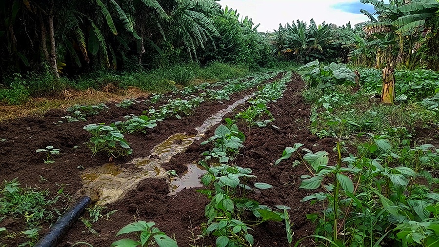 proyecto-contribuye-a-medir-gases-de-efecto-invernadero-en-cuba