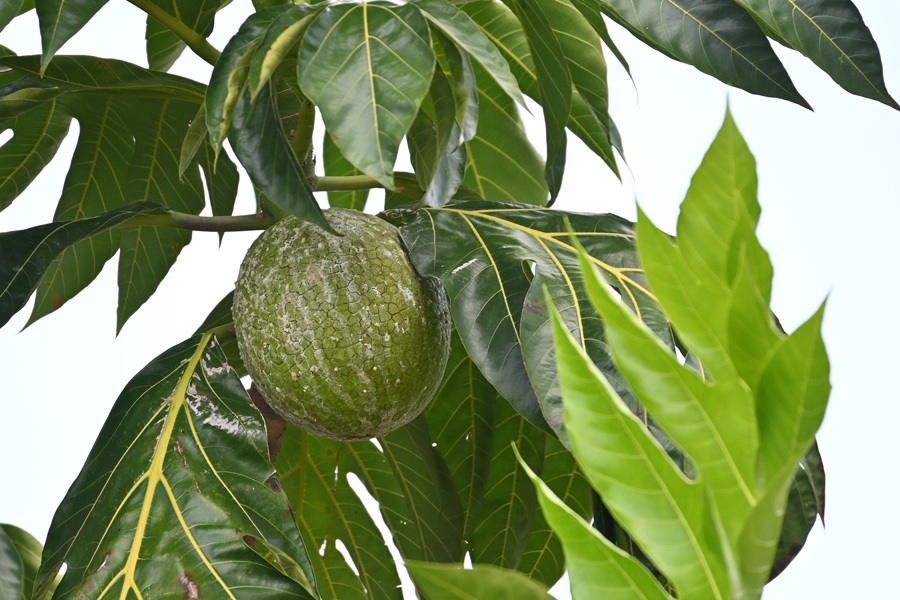 iniciativas-en-isla-de-la-juventud-emprenden-con-el-arbol-del-pan