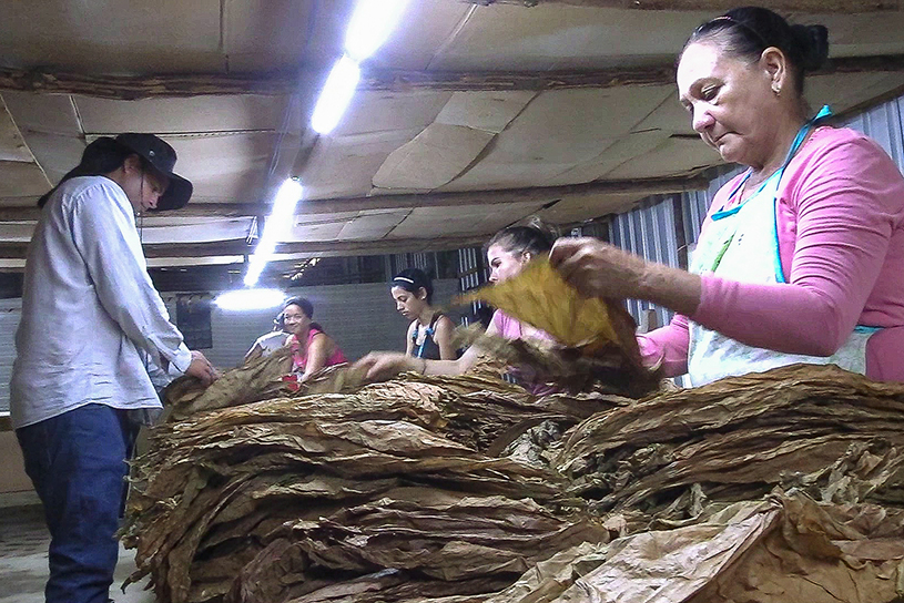 inician-beneficio-en-finca-del-macizo-tabacalero-de-consolacion-del-sur