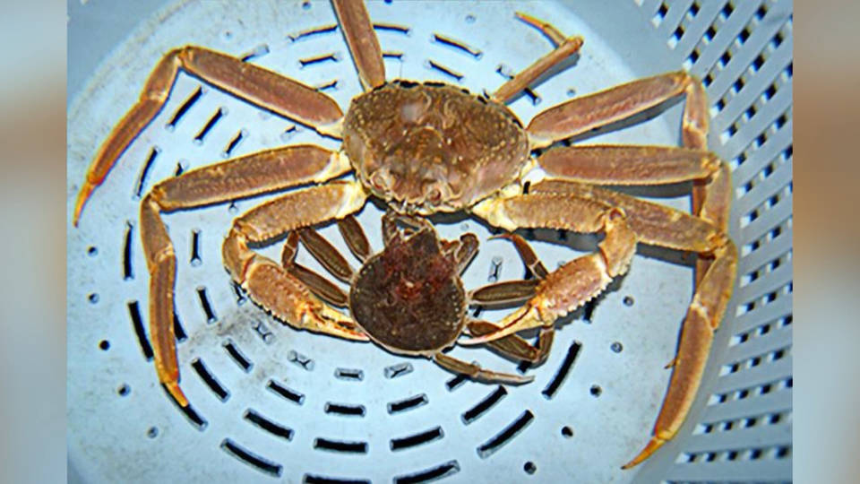 billions-of-crabs-in-bering-sea-died-off-in-2022-due-to-higher-water-temps-in-arctic