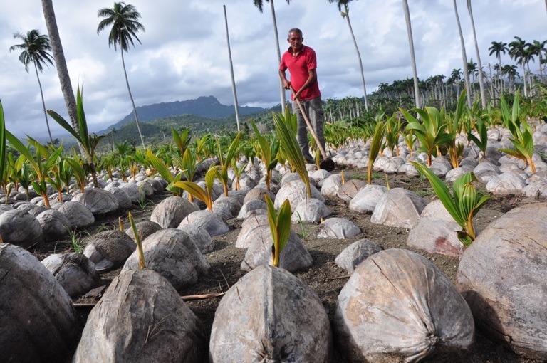 cuba-busca-nuevos-caminos-para-el-coco