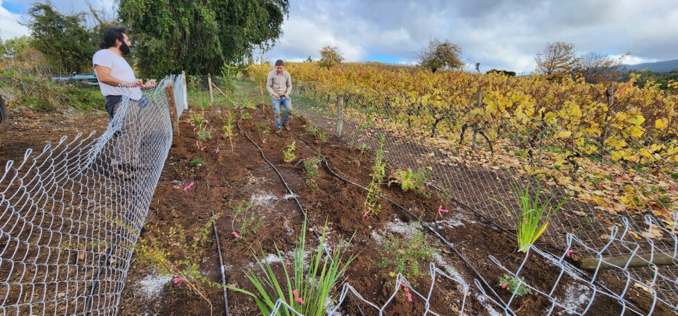 chilean-wine-industry-migrates-south-due-to-climate-change