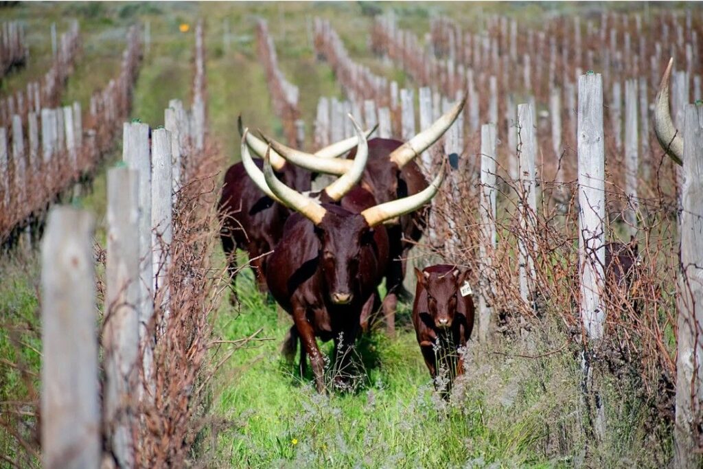 sabiduria-ancestral-para-producir-vino-sin-quimicos-en-sudafrica