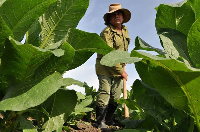 cuba:-acopio-will-pay-successful-tobacco-growers-in-sancti-spiritus-partly-in-hard-currency