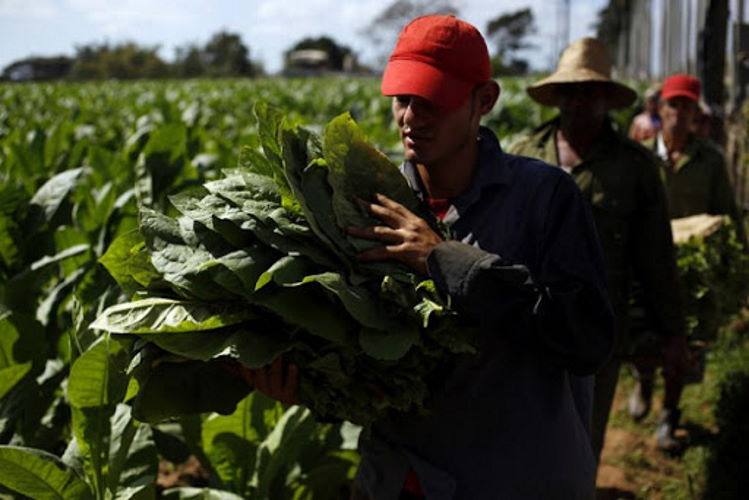 tabaco-en-sancti-spiritus-no-va-bien:-apenas-35%-de-tierras-contratadas-a-campesinos