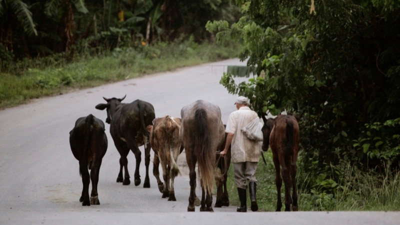 alertan-que-nuevas-normas-en-la-agricultura-en-cuba-son-lo-“peor”-desde-el-ordenamiento