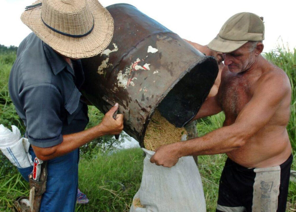 non-payments-lead-to-a-97-percent-decrease-in-rice-production-in-a-cienfuegos-cooperative