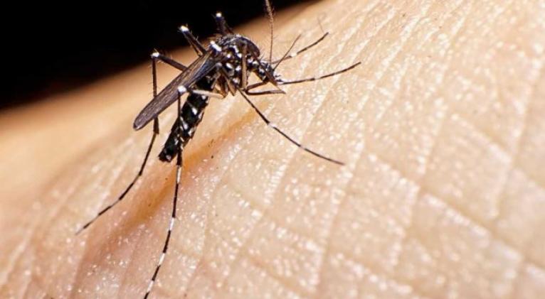 cuba-reports-growing-number-of-dengue-and-oropouche-cases