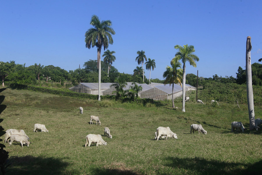 productores-cubanos-ante-nuevas-trabas-para-comercializar-alimentos