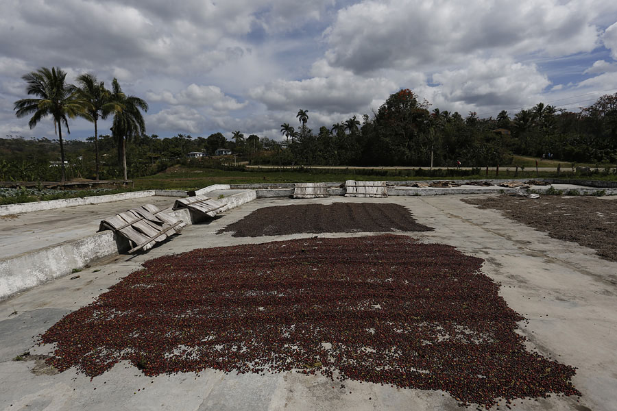 oriente-cubano-se-alista-para-la-campana-cafetalera-2024-2025