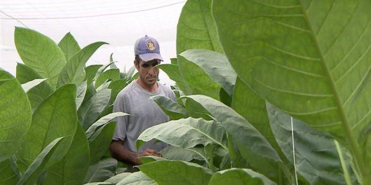 mientras-los-productores-padecen,-habanos-sa.-ingresa-record-de-721-millones-de-dolares