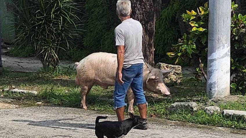 a-boar-hunting-giant-african-snails-passes-through-havana