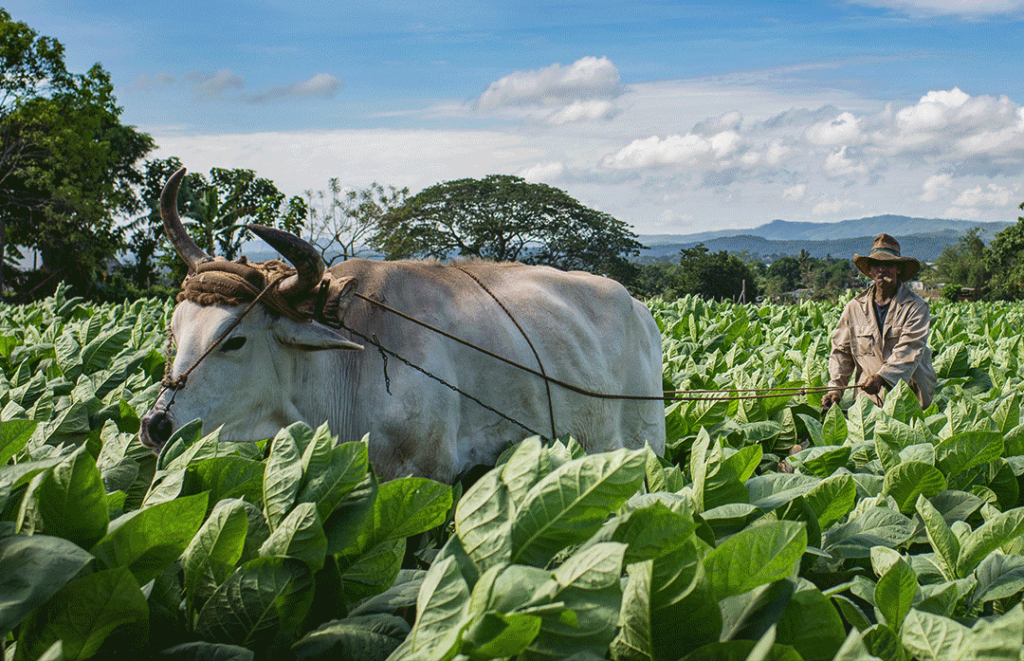 tabacuba-is-committed-to-a-harvest-of-25,500-tons-and-income-of-300-million-dollars