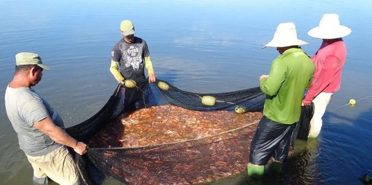 pescado:-otro-alimento-que-falta-en-la-mesa-cubana