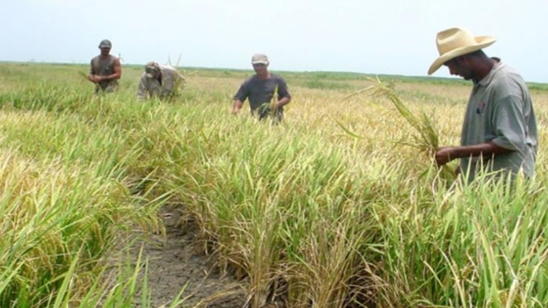 vietnam-iniciara-experimento-en-siembra-de-arroz-en-cuba-tras-una-caida-abrupta-de-la-produccion-nacional