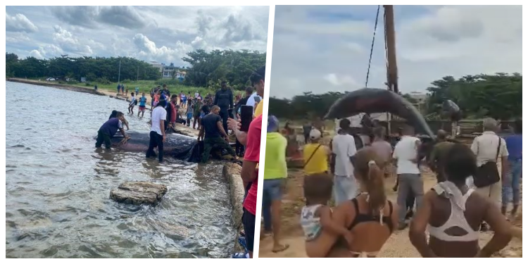 ballena-varada-en-playa-baracoa-causa-conmocion-entre-locales-y-visitantes