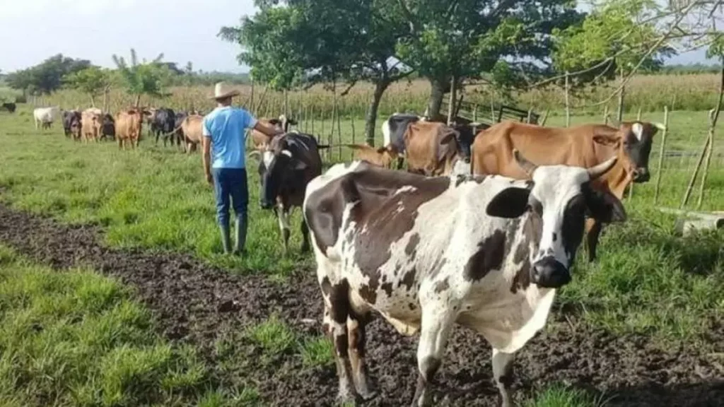 the-farmers-of-sancti-spiritus,-cuba,-refuse-to-sell-milk-to-the-state-after-four-months-without-being-paid