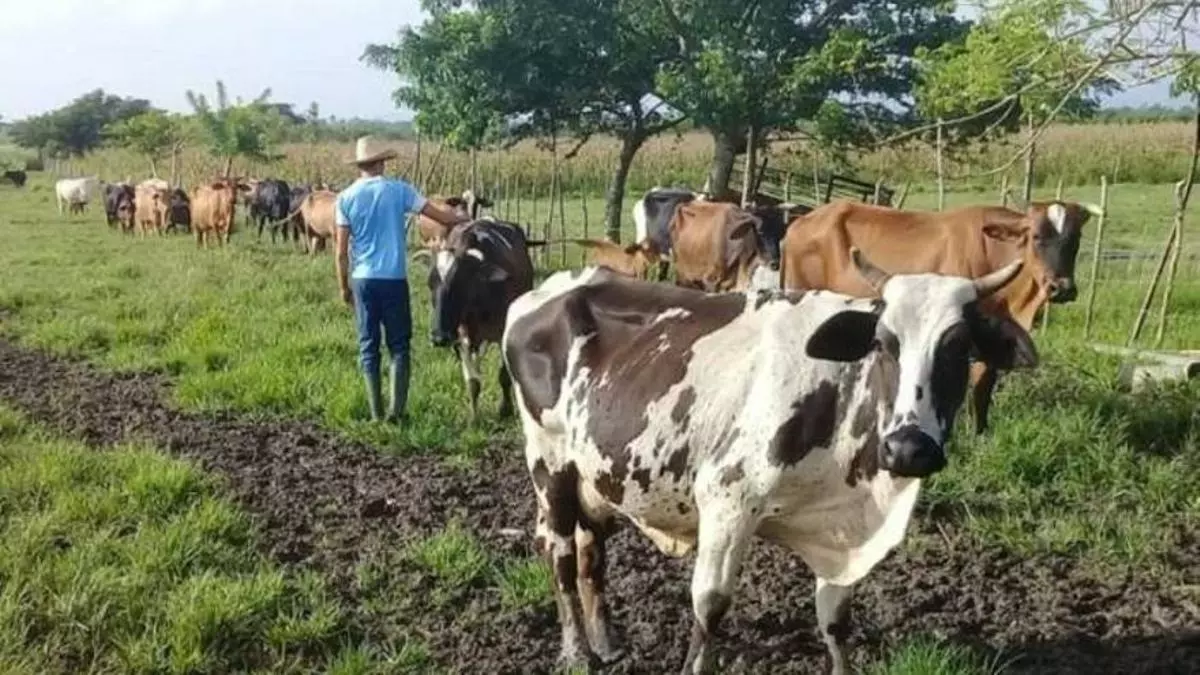 cuban-farmers-who-refuse-to-sell-milk-to-the-state…